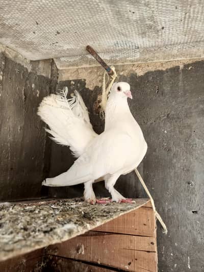Lakka pigeon for sell