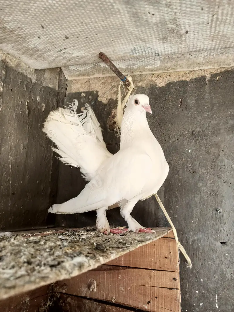 Lakka pigeon for sell