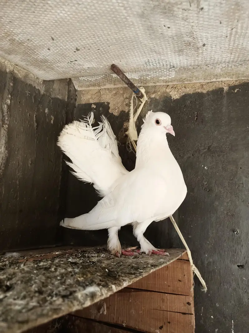 Lakka pigeon for sell — photo 3