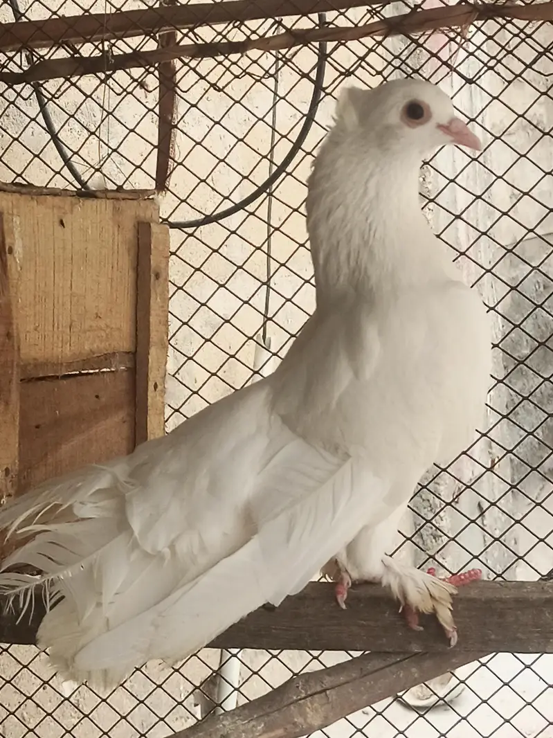 Lakka pigeon for sell — photo 4