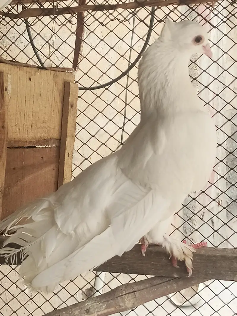 Lakka pigeon for sell — photo 5