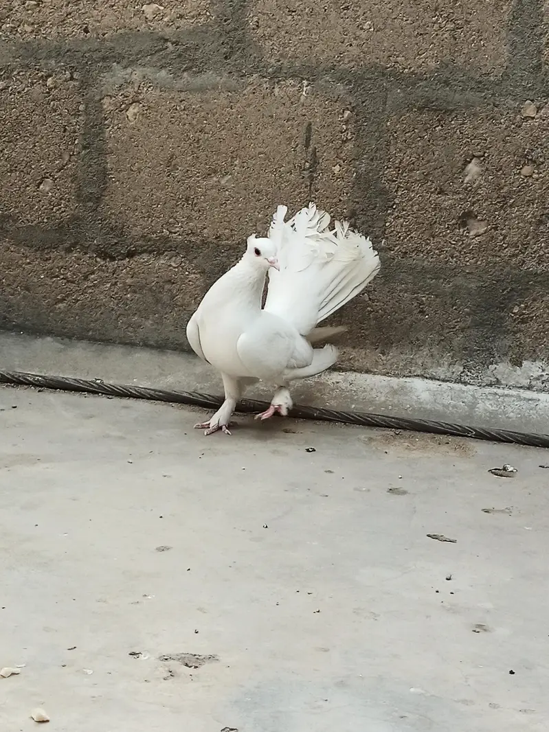 Lakka pigeon for sell — photo 6