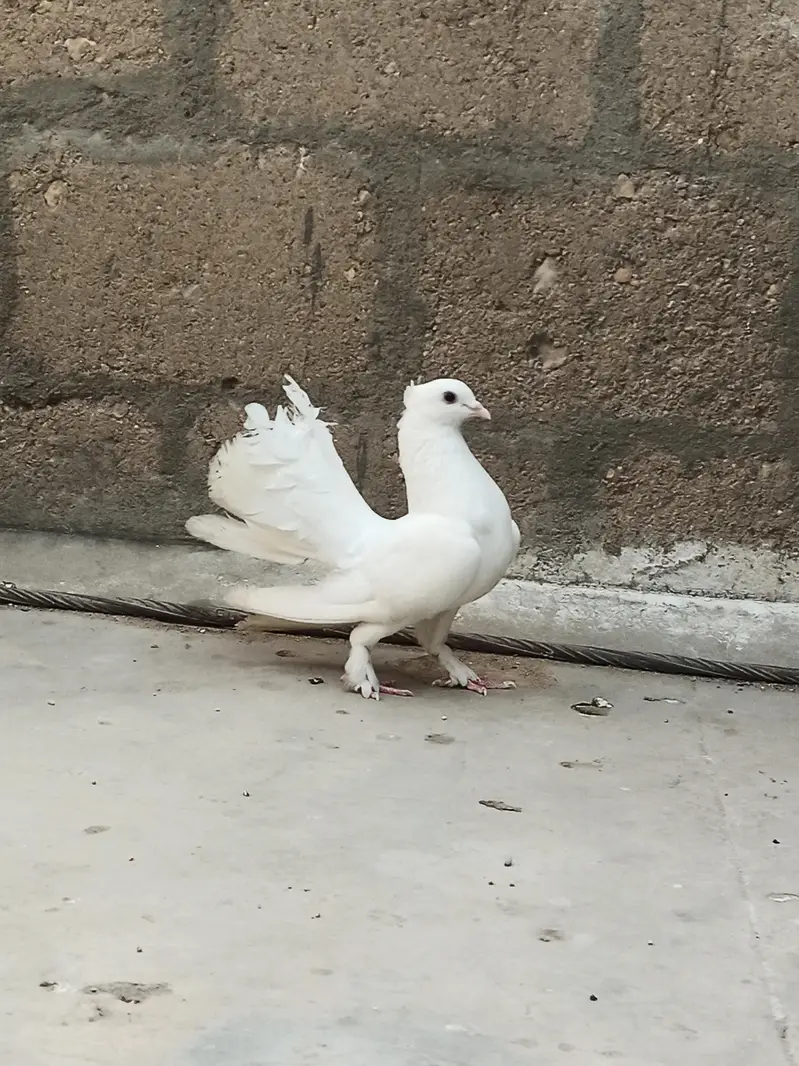 Lakka pigeon for sell — photo 7