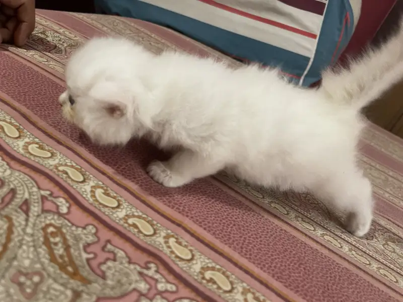 Persian kitten
