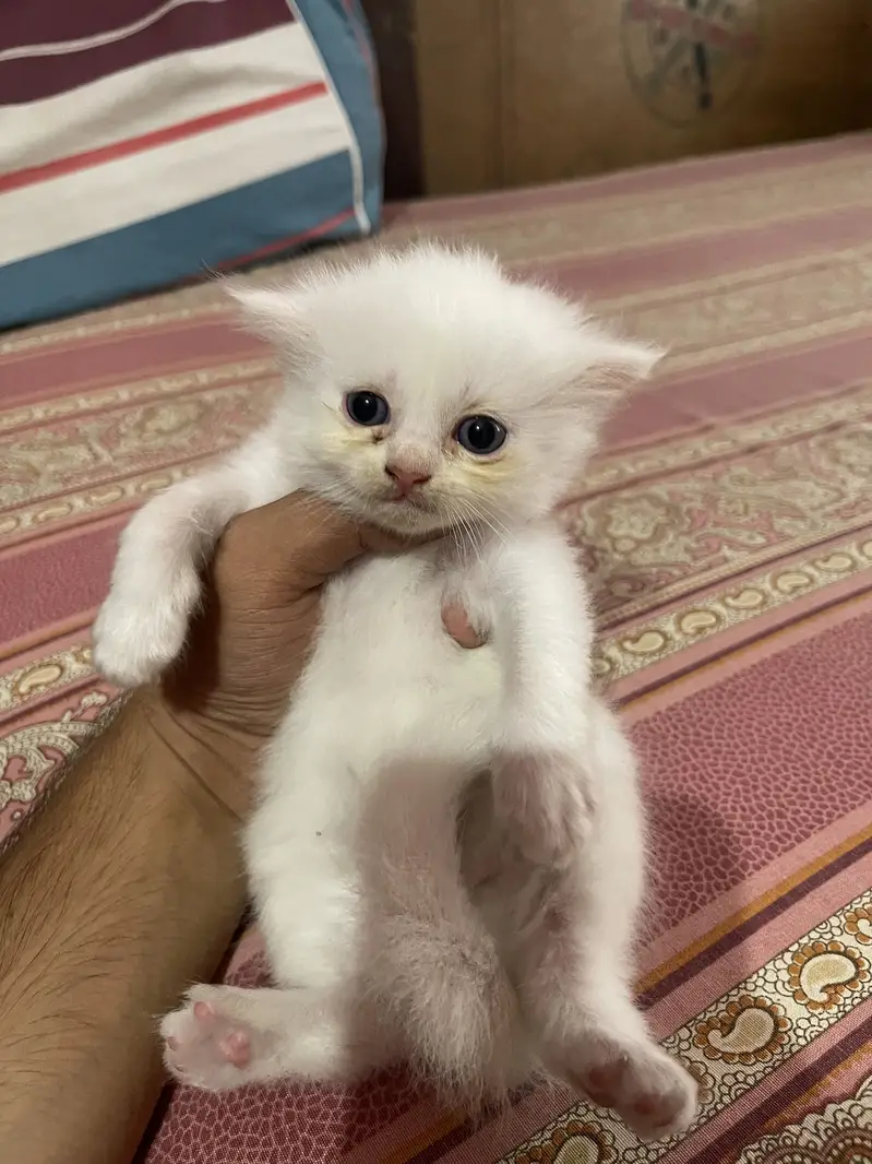Persian kitten — photo 2