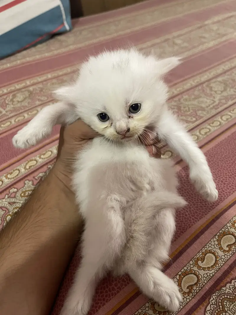 Persian kitten — photo 3
