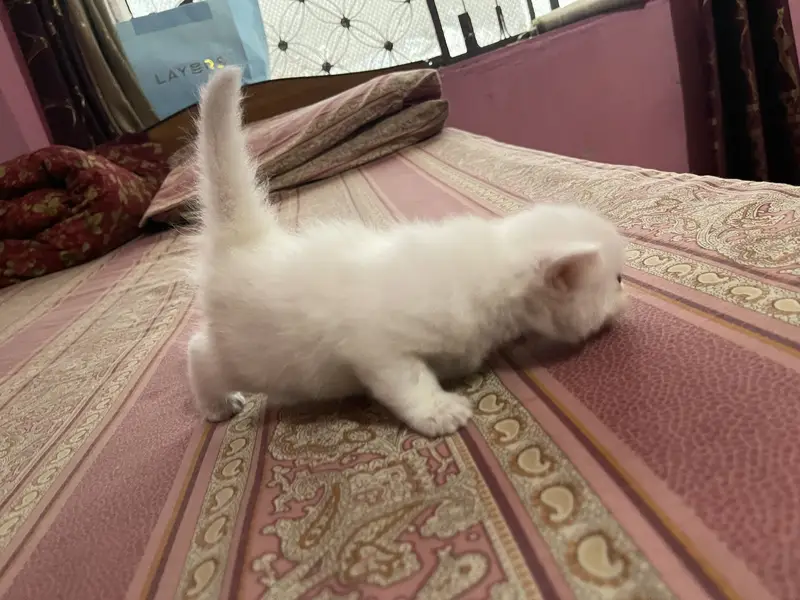 Persian kitten — photo 4