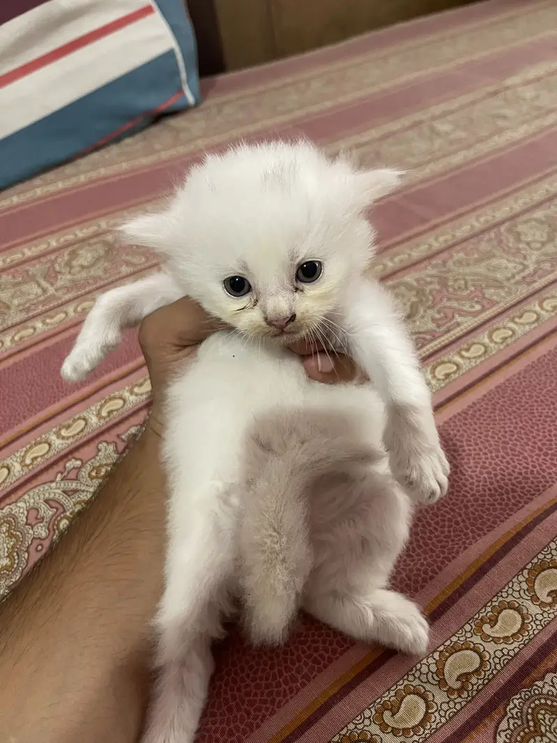 Persian kitten — photo 5
