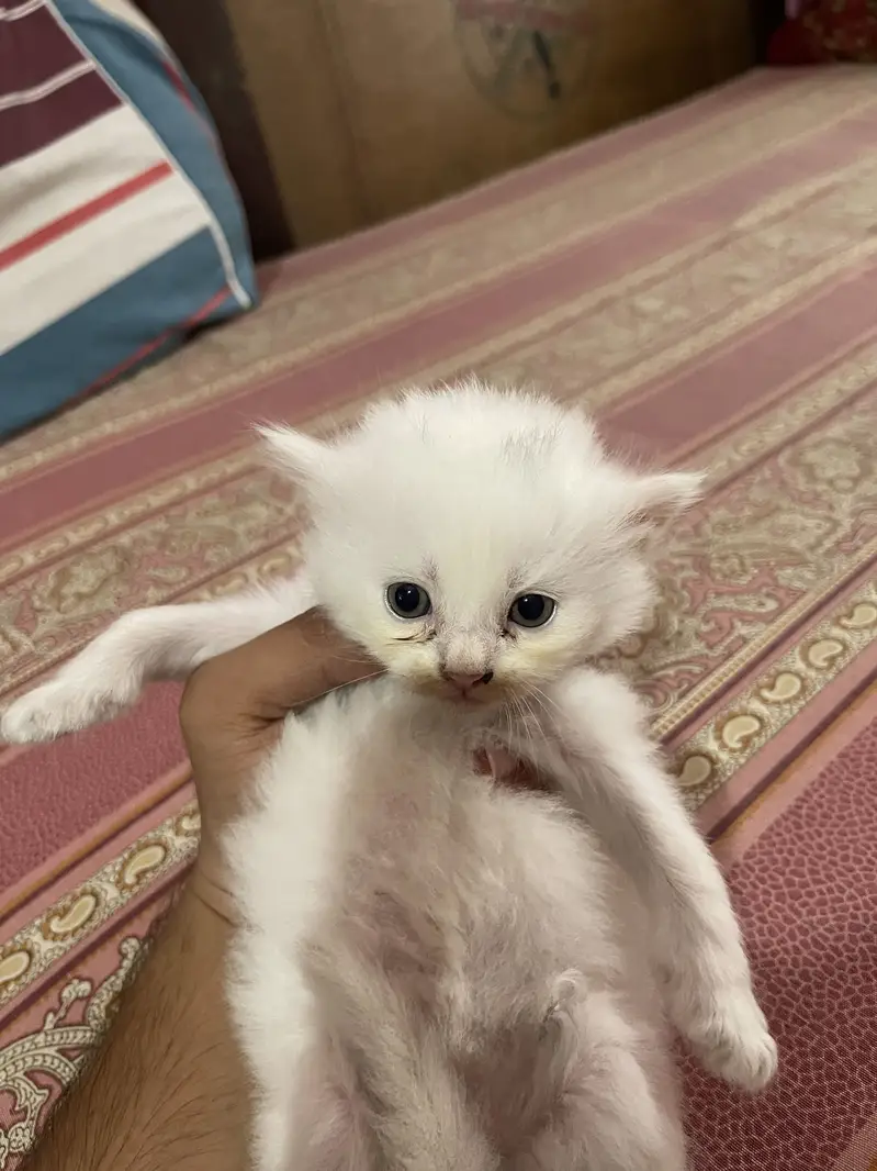 Persian kitten — photo 6