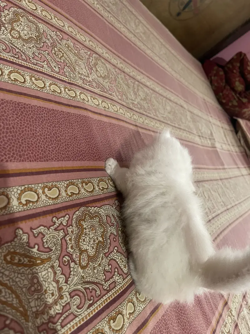 Persian kitten — photo 7