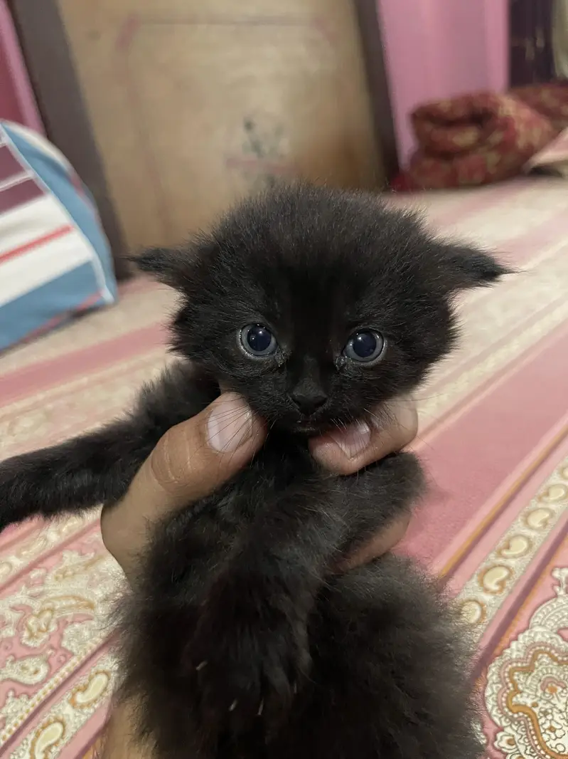 Persian kitten — photo 8