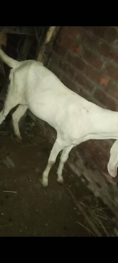 mashallah khubsurat pure desi goat for sale
