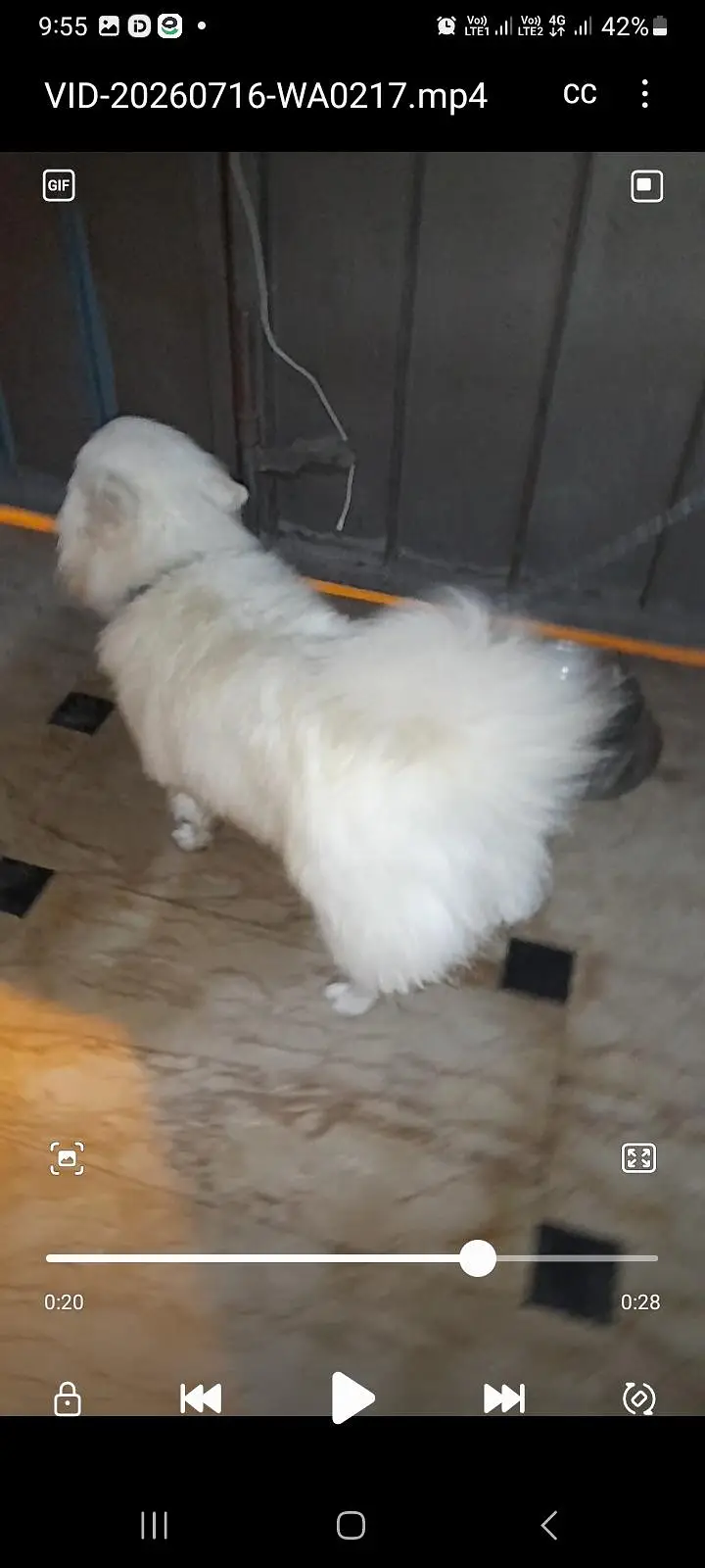 Russian female Dog — photo 2