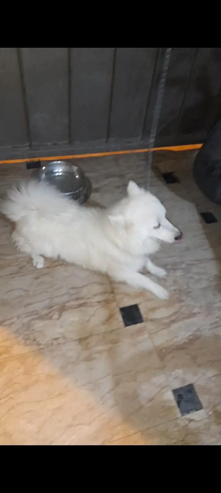 Russian female Dog — photo 3