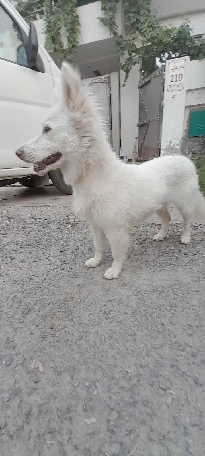 Russian female Dog — photo 4