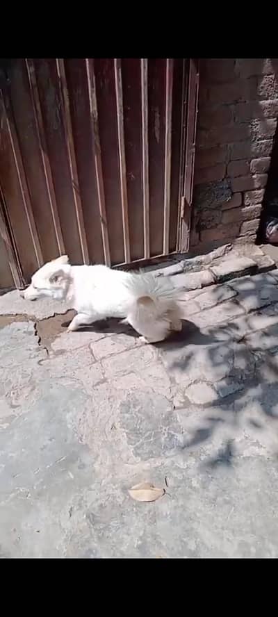 Russian female Dog