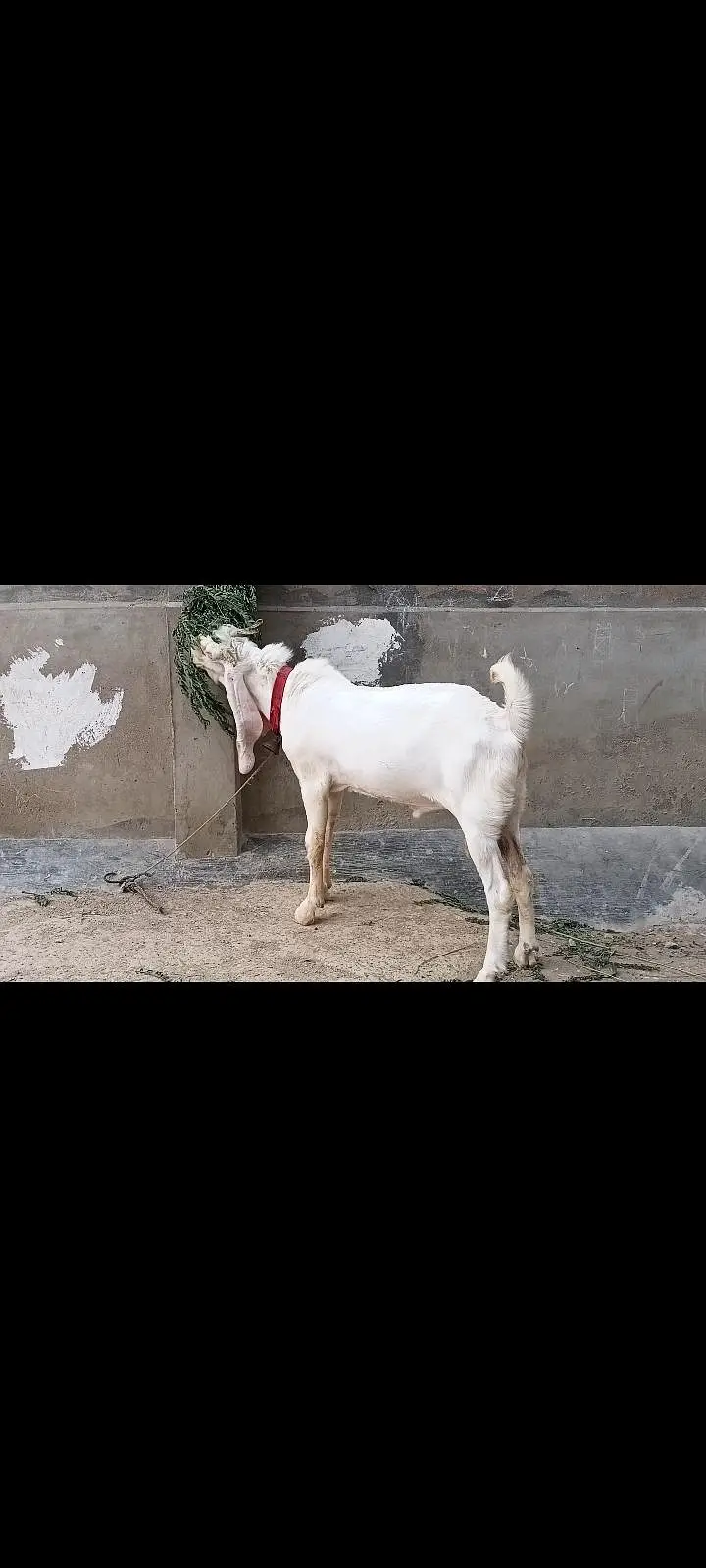 Bakra for sale korangi — photo 2