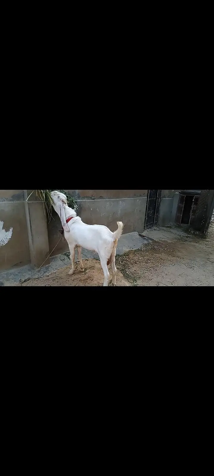 Bakra for sale korangi — photo 3