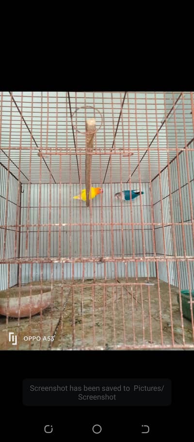 love birds, hen and cage