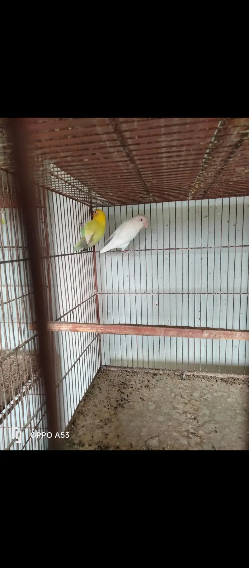 love birds, hen and cage — photo 2