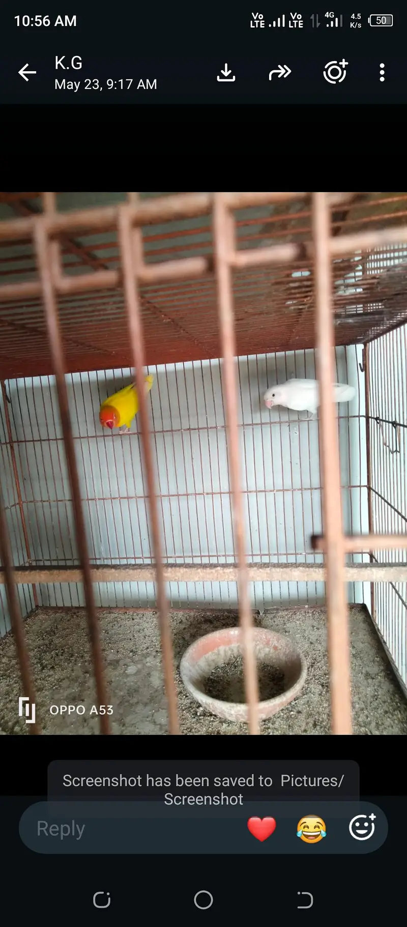 love birds, hen and cage — photo 3