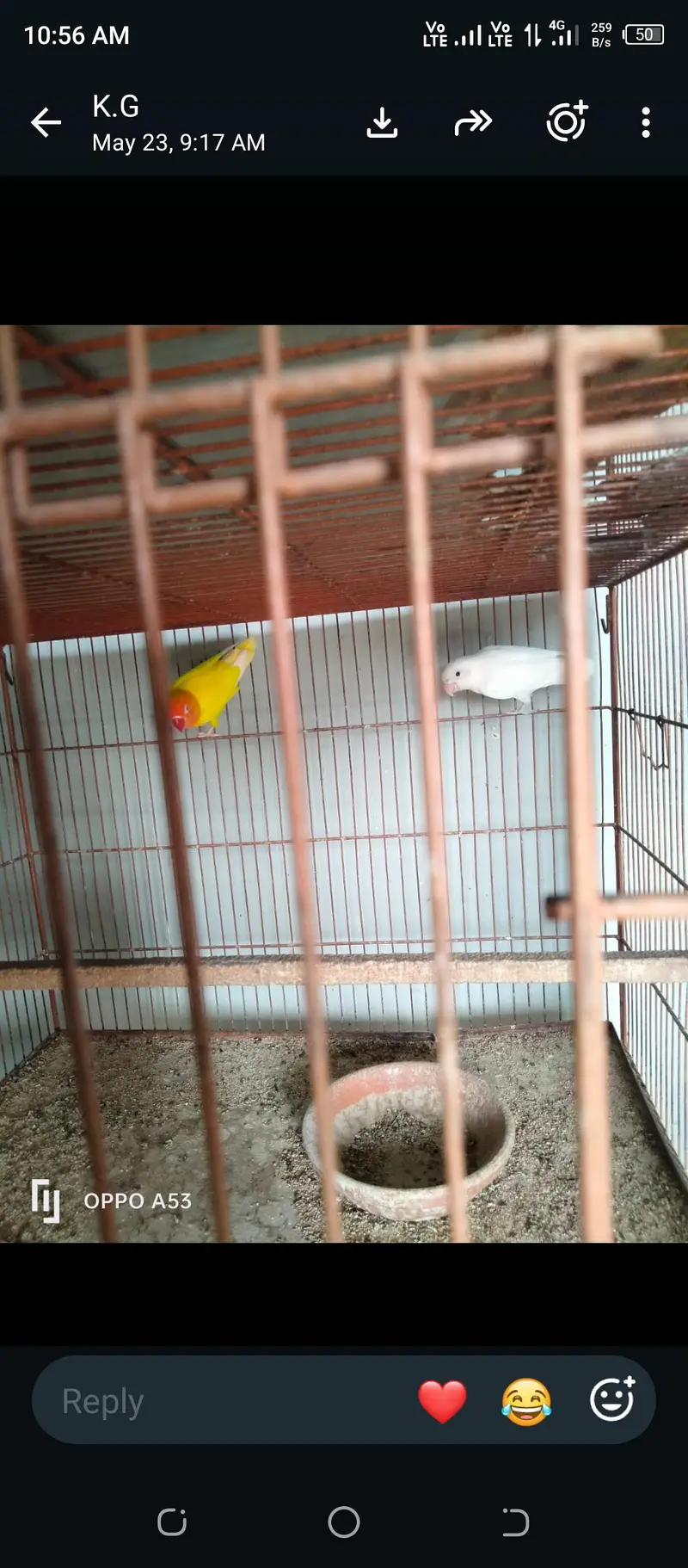 love birds, hen and cage — photo 4