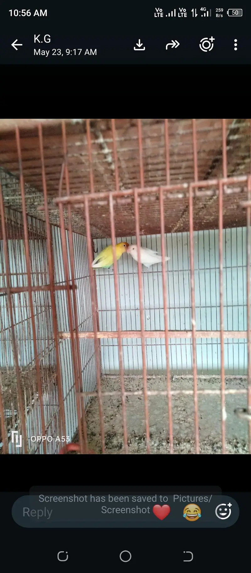 love birds, hen and cage — photo 5