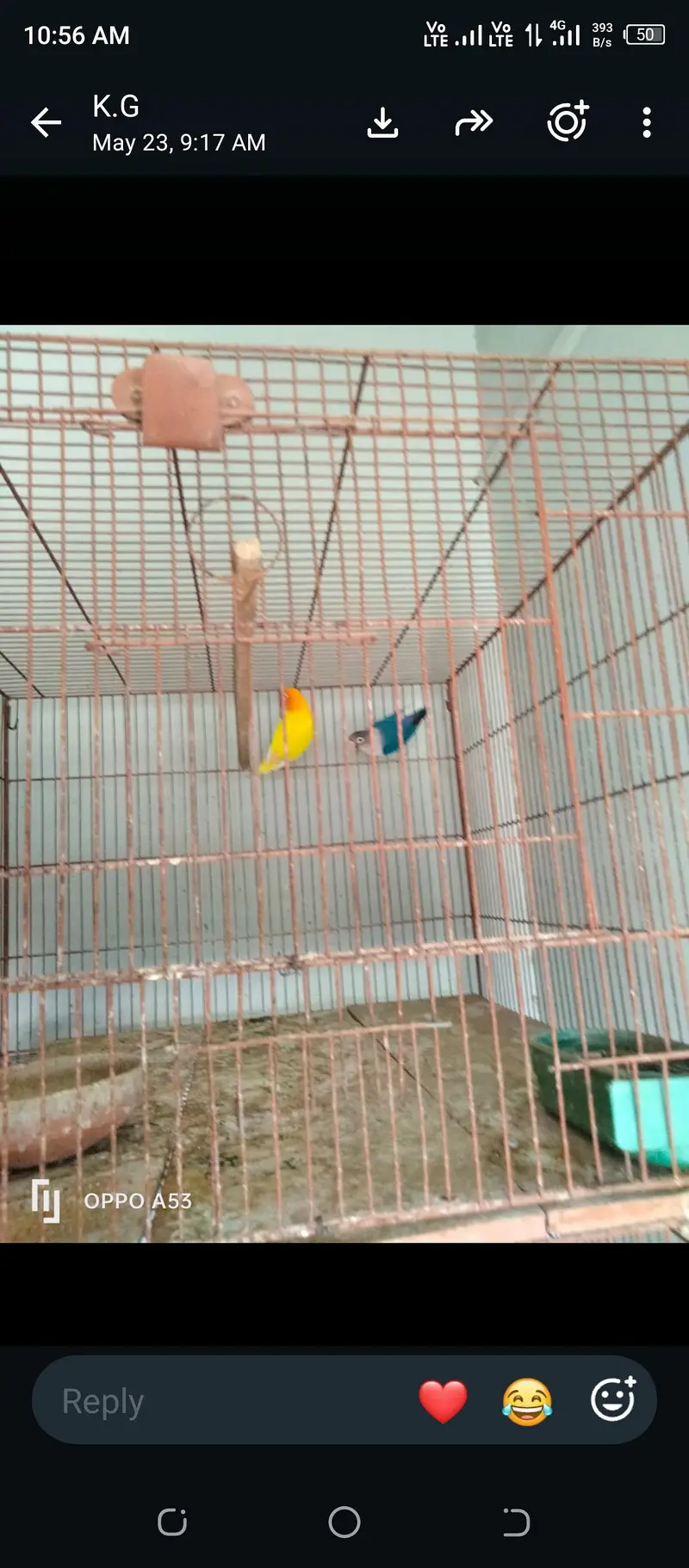 love birds, hen and cage — photo 6