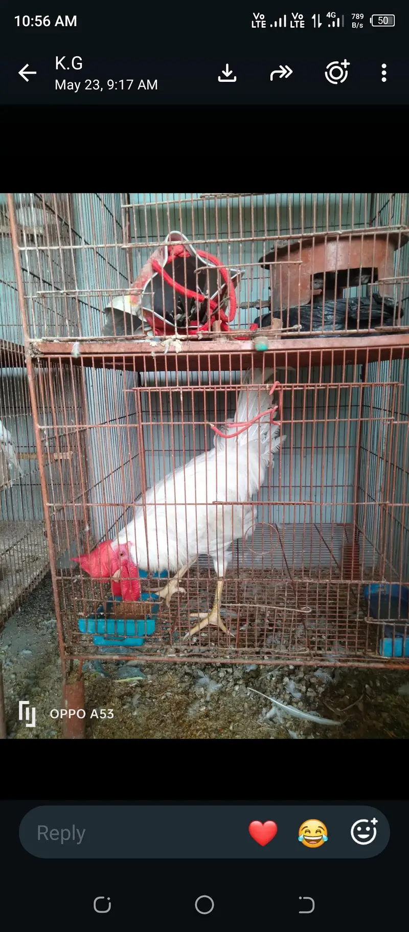 love birds, hen and cage — photo 7