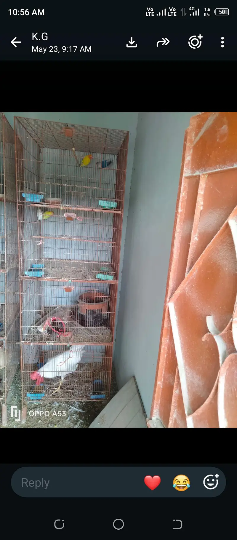 love birds, hen and cage — photo 8