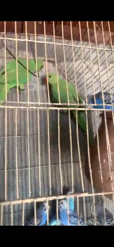 green neck pair