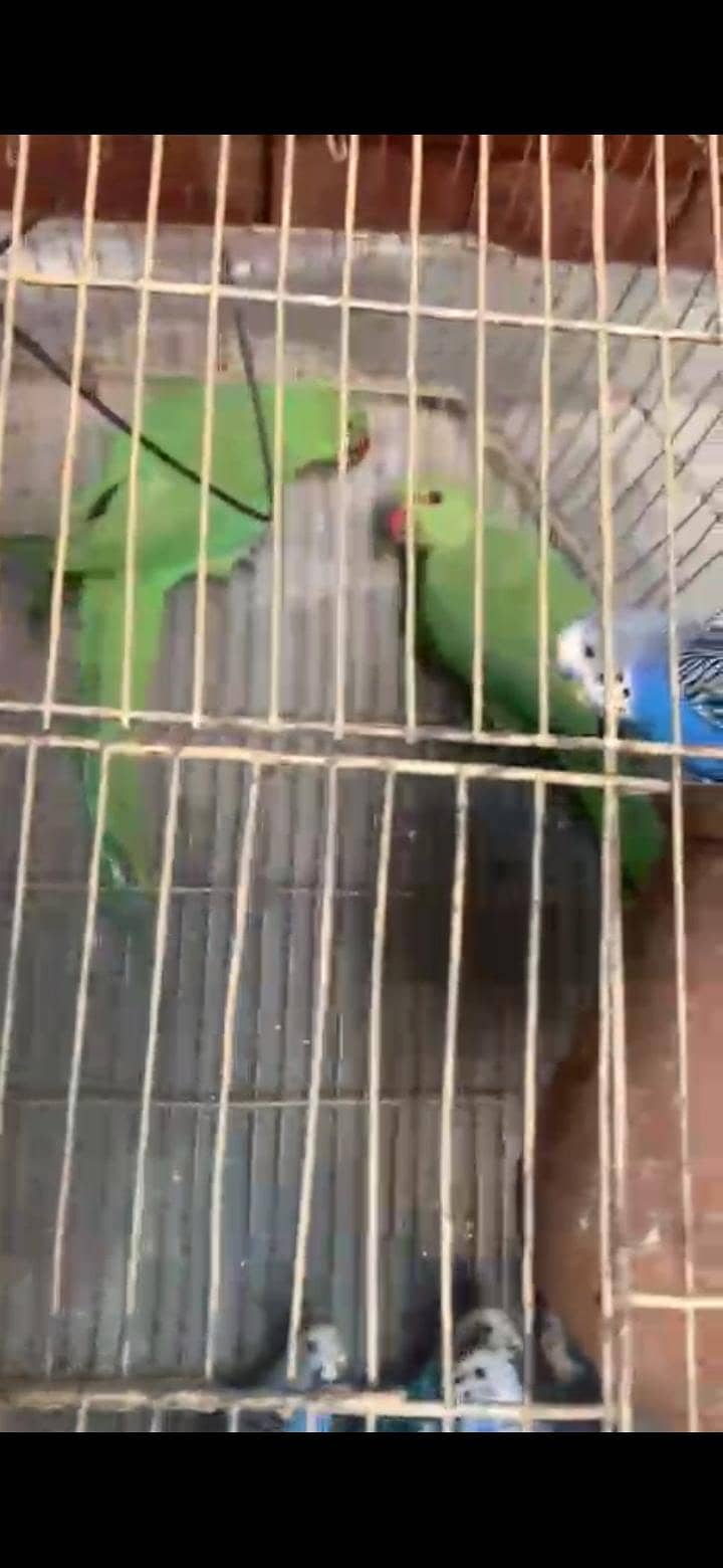 green neck pair 1