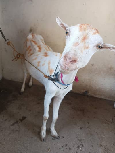 teddy Gabban bakri for sale 03111. . 32. . 1051