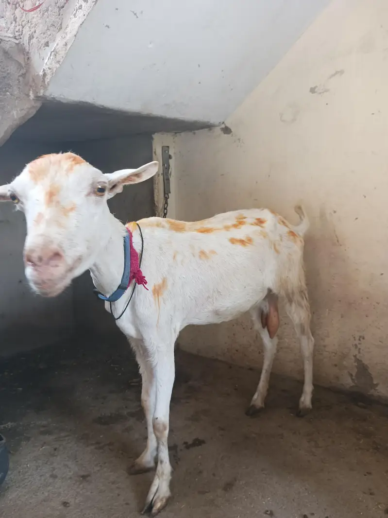 teddy Gabban bakri for sale 03111. . 32. . 1051 — photo 2