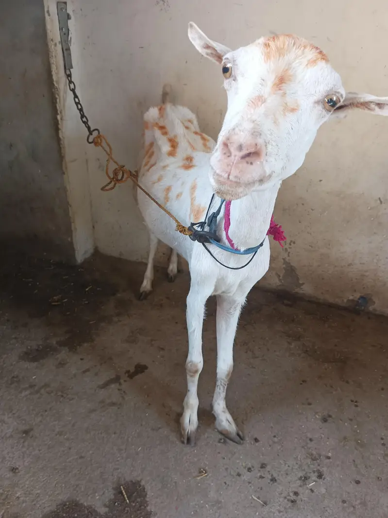 teddy Gabban bakri for sale 03111. . 32. . 1051 — photo 3