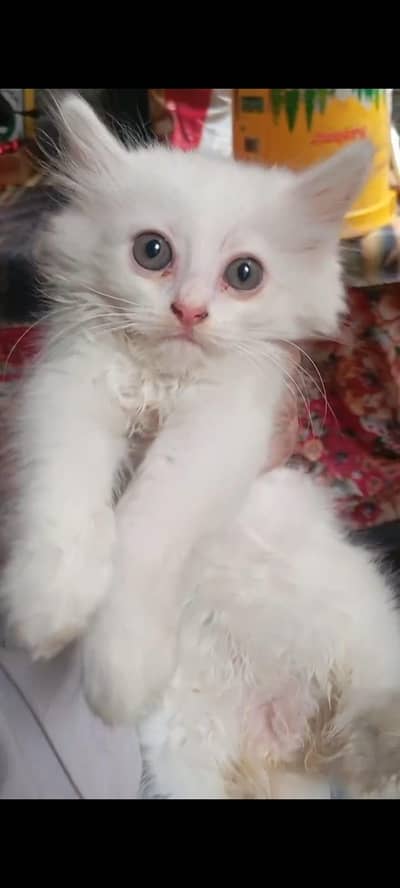 Persian semi pumch triple coated female kitten available