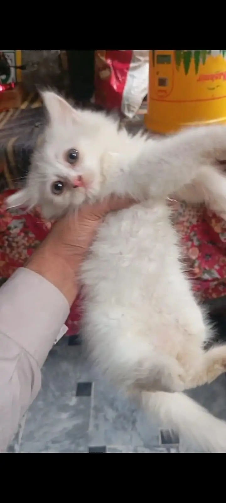 Persian semi pumch triple coated female kitten available — photo 2