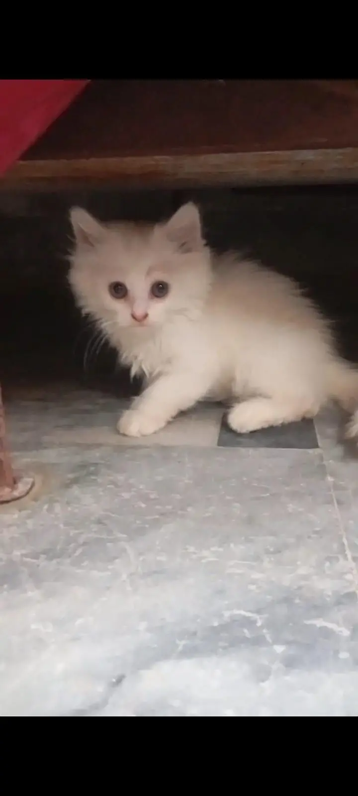 Persian semi pumch triple coated female kitten available — photo 3