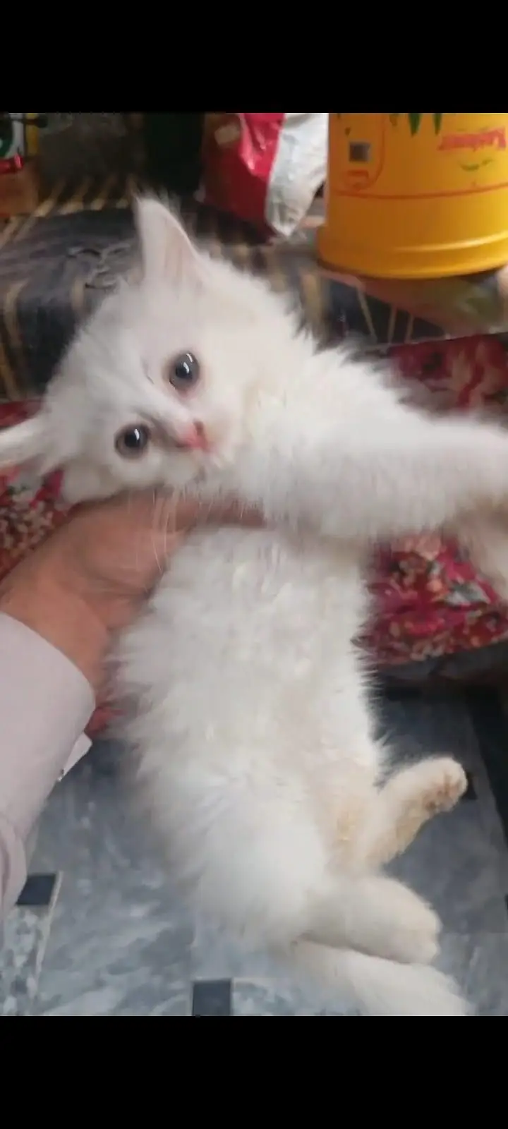 Persian semi pumch triple coated female kitten available — photo 4