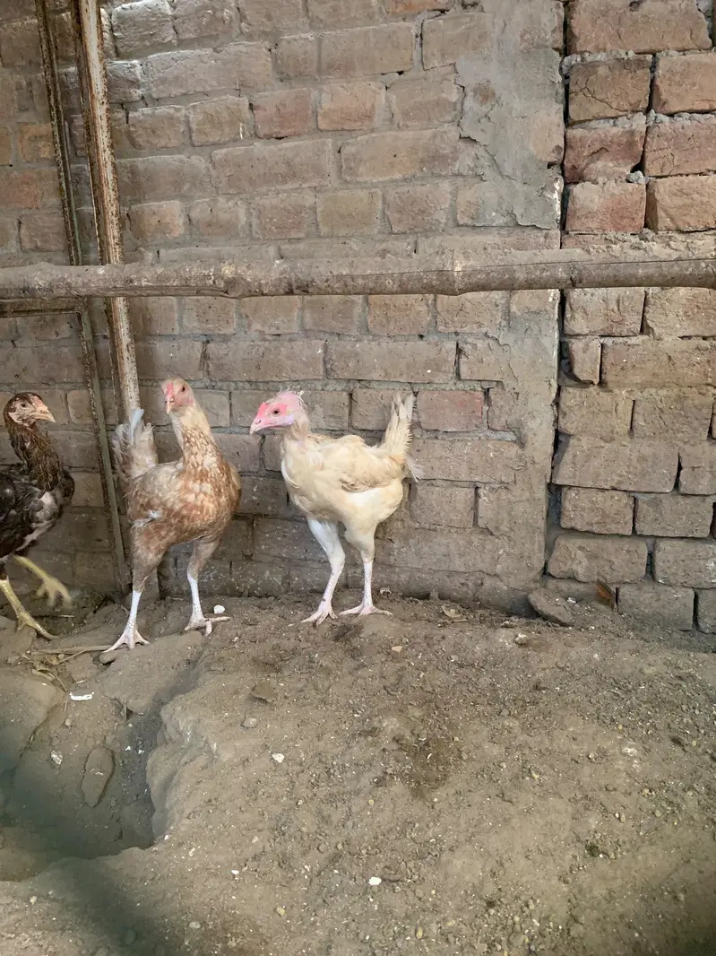 2 aseel murghy and 11 murghian — photo 3