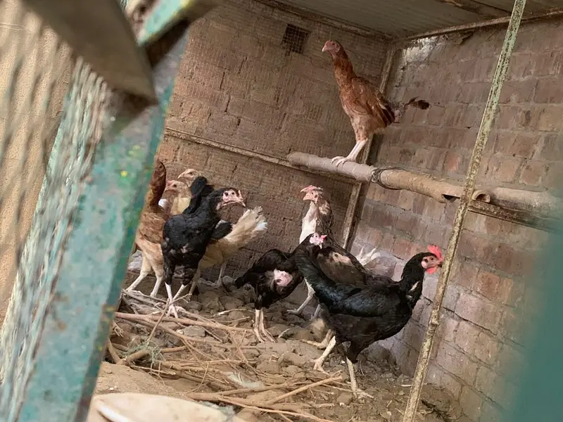 2 aseel murghy and 11 murghian — photo 11