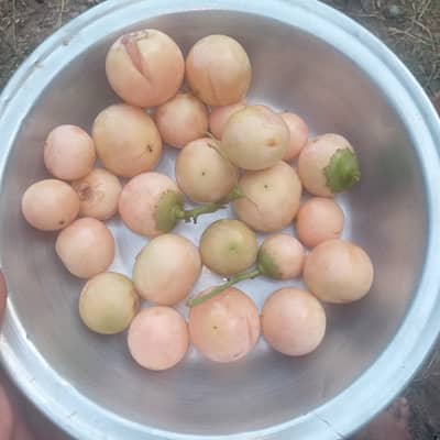 Lasora fruit 1kg Rs 750