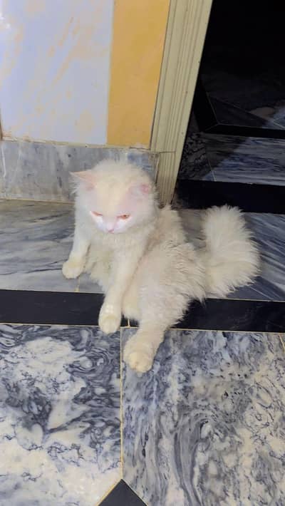 بریڈر