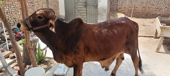 Bull | Wcha | Bchra | Desi Bchra | Qurbani Bull | wcha  Bchra Bull