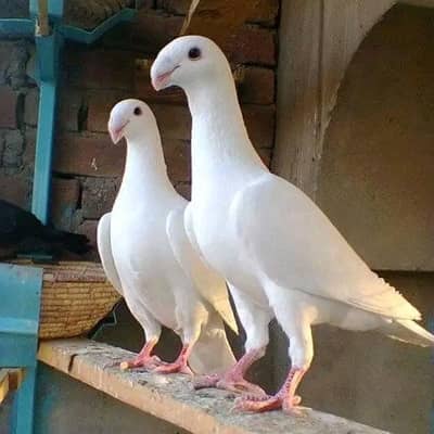 jerman beuty breeder pairs