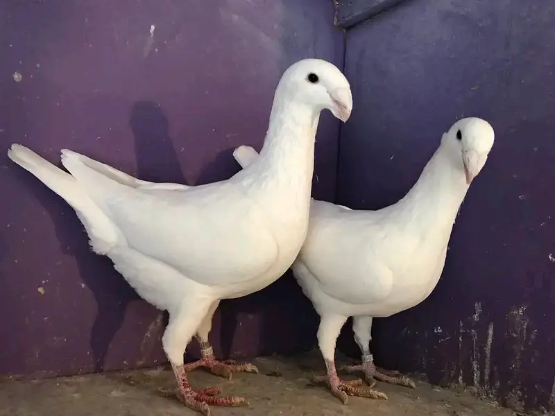 jerman beuty breeder pairs — photo 2
