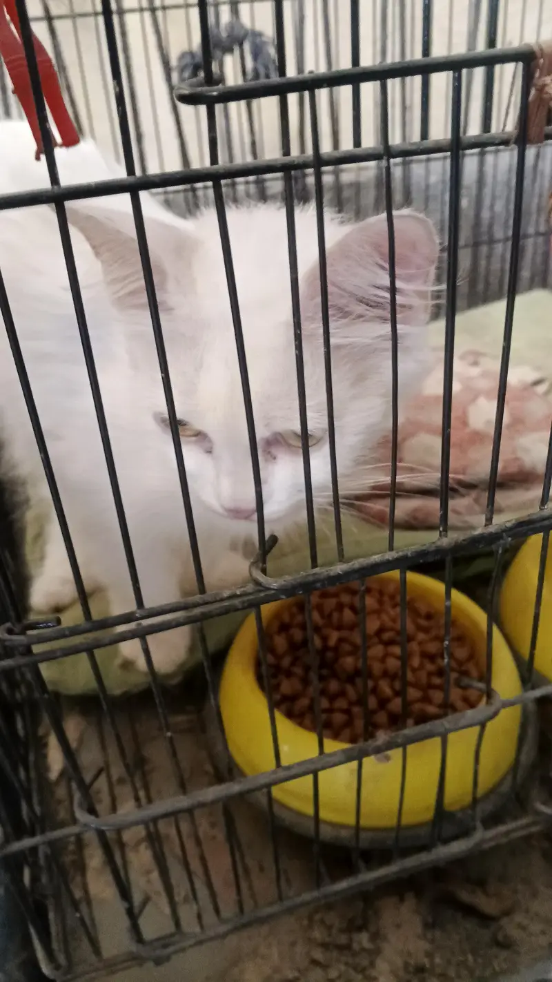 Persian cat beautiful — photo 3