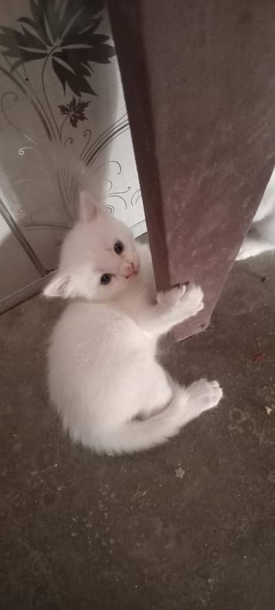 cute kittens for sale