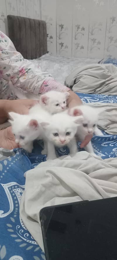 cute kittens for sale
