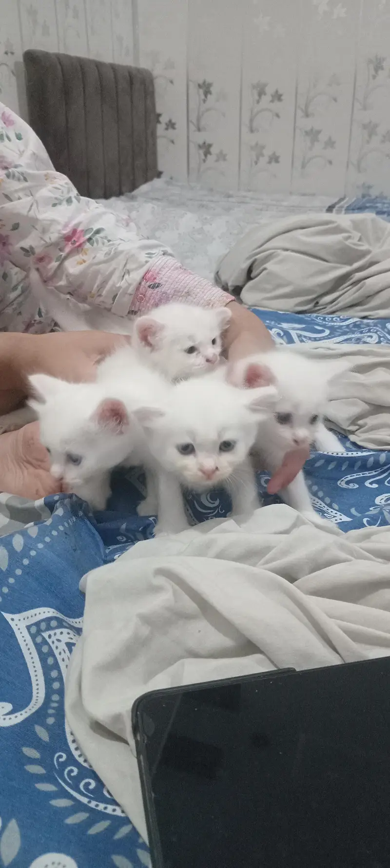 cute kittens for sale — photo 2